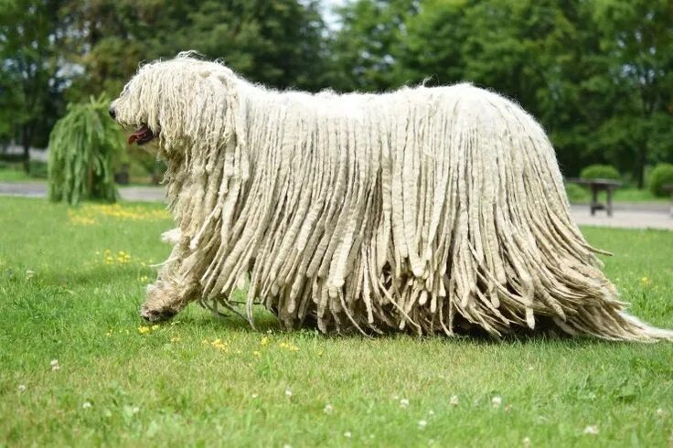 Порода собак командор фото Komondor Dogs Breed - Information, Temperament, Size & Price Pets4Homes Komondor