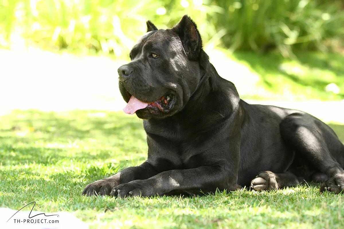 Порода собак кони фото 9+ Cane Corso Dog Puppies For Sale Or Adoption At Ottawa #Something New