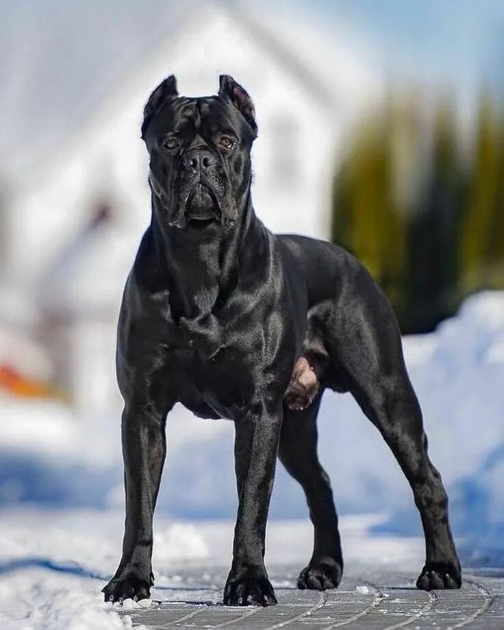 Порода собак кони фото Pin on Cane Corso Breed