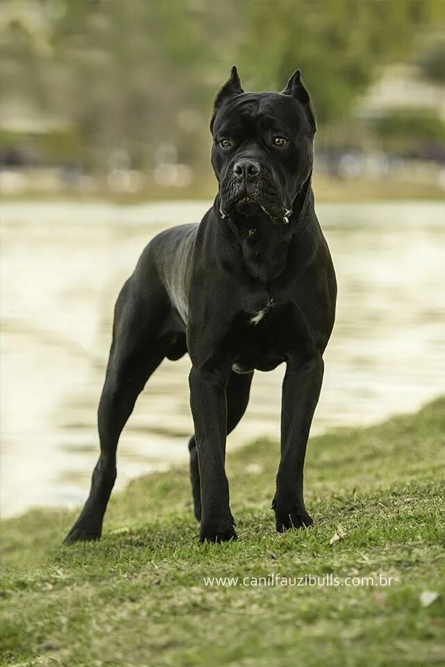 Порода собак кони фото Cane Corso Italiano Italian Mastiff Protective dog breeds, Dog breeds, Cane cors