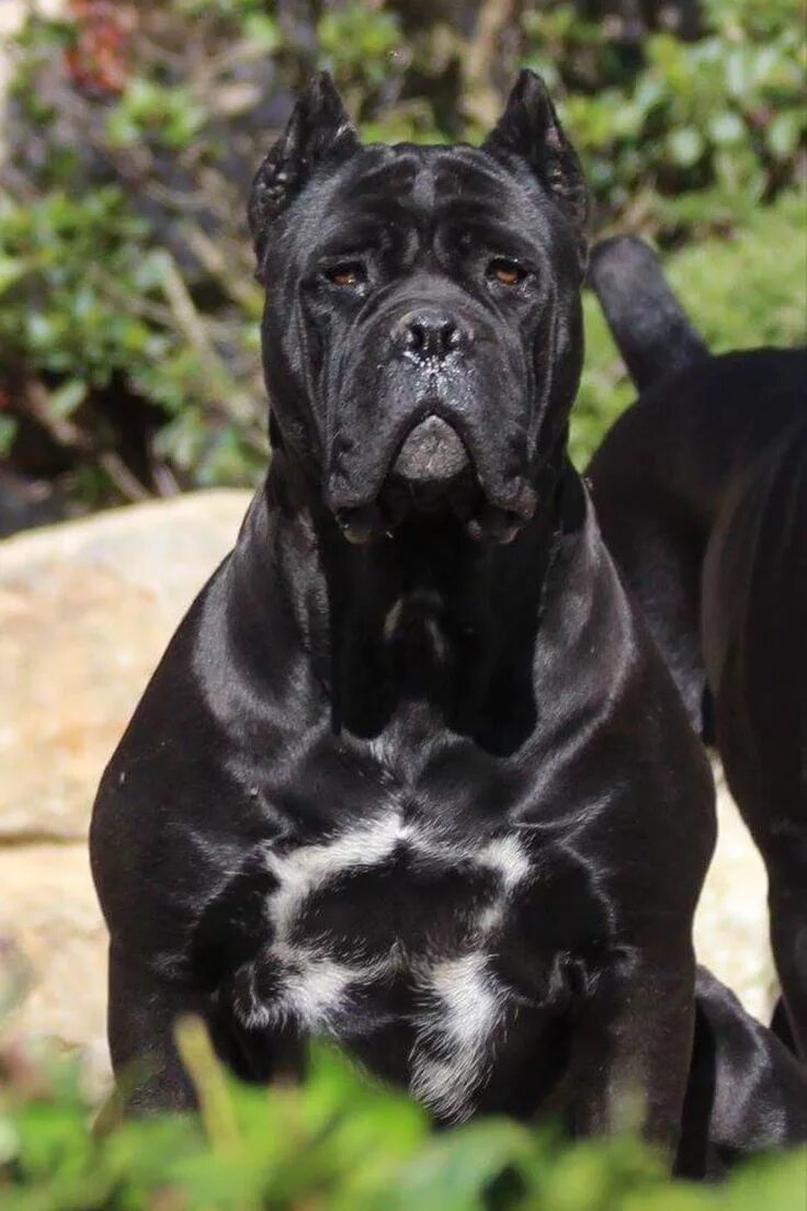 Порода собак кони корса фото Cane corso dog, Cane corso, Corso dog