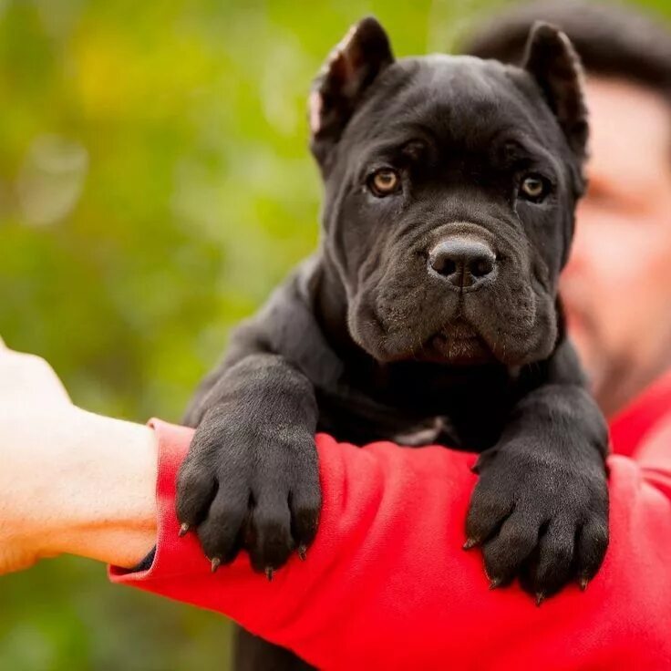 Порода собак кони корса фото цена Cane Corso Puppy Cane corso dog, Cane corso puppies, Corso dog