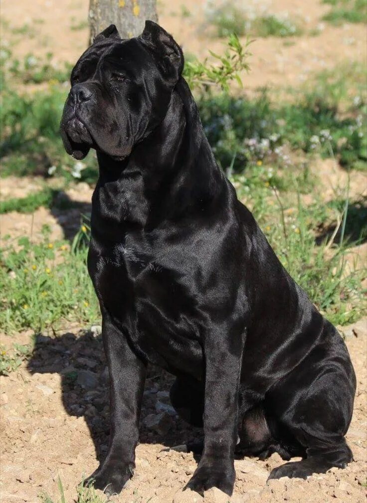 Порода собак кони корса фото цена Cane Corso dog