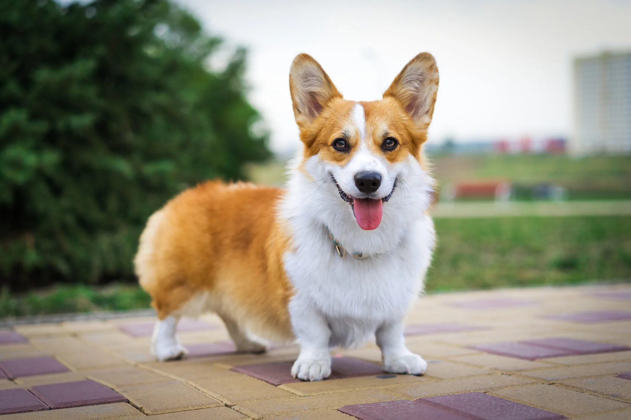 Порода собак корги фото и цена A Corgi Maze! - 96.5 KOIT