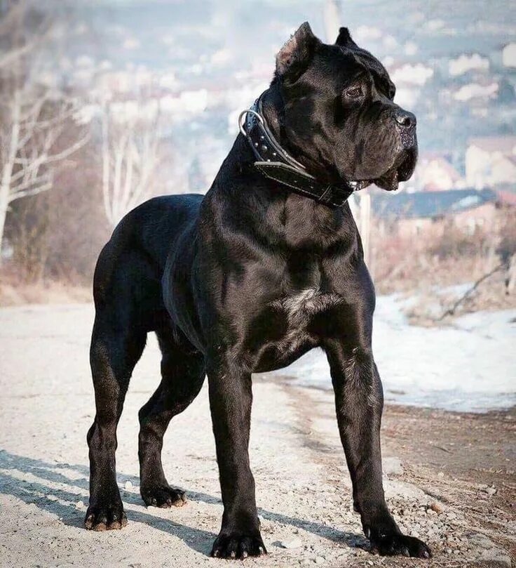 Порода собак корса фото Pin on DOGS CANE CORSO & BLACK PITBULL Cane corso puppies, Corso dog, Cane corso