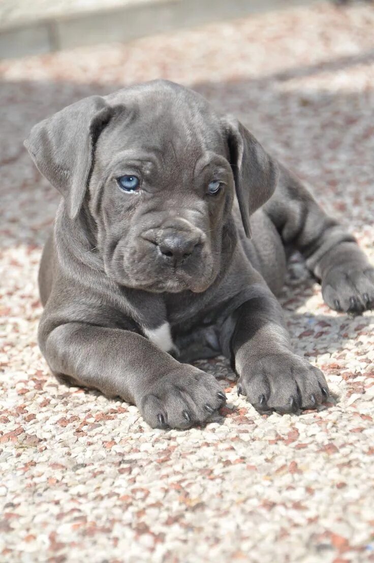 Порода собак корса фото Bioynic's Blue magic Gaia, 7 weeks Cane corso puppies, Corso dog, Cane corso dog