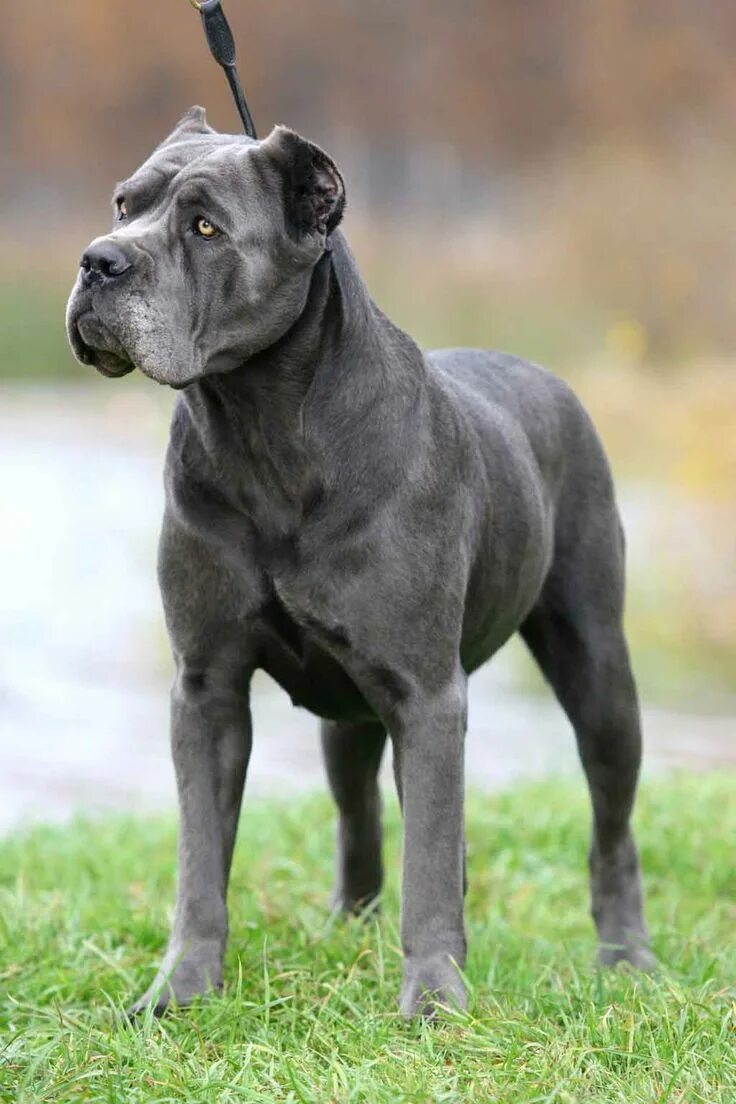 Порода собак корса фото Rich wants a Cane Corso. Cane corso, Cani, Animali