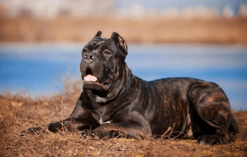 Pin on DOGS CANE CORSO & BLACK PITBULL Cane corso puppies, Corso dog, Cane corso