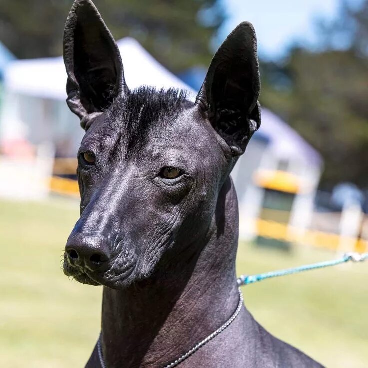 Порода собак ксолоитцкуинтли фото Jazmín, Standard XOLOITZCUINTLE #xoloitzcuintle