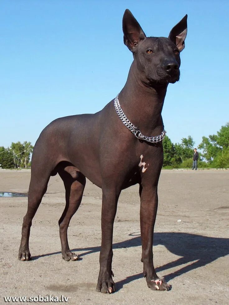 Порода собак ксолоитцкуинтли фото Pin by Alex on Х Xoloitzcuintli (Mexican Hairless Dog) Hairless dog, Mexican hai