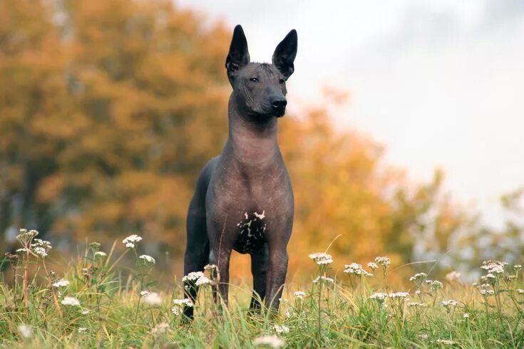 Порода собак ксолоитцкуинтли фото Xoloitzcuintli Puppies For Sale & Puppy Breed Info Xoloitzcuintli, Hairless dog,