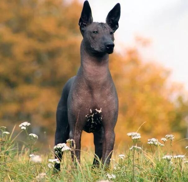 Порода собак ксолоитцкуинтли цена щенка фото Qe lindo perro!!! Xoloitzcuintli, Hairless dog, Dog breeds