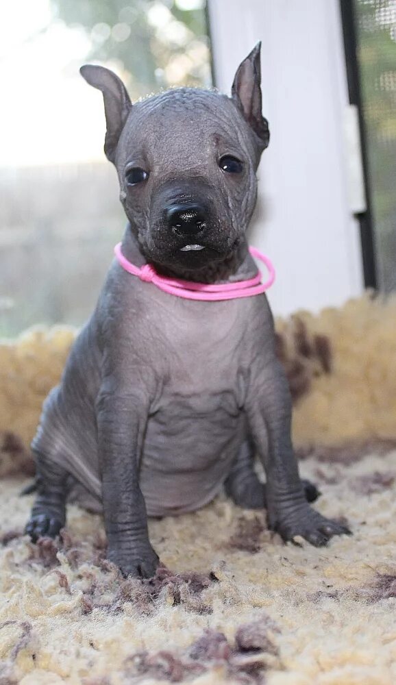 Порода собак ксолоитцкуинтли цена щенка фото Mexican Hairless Dog for sale in the city of Москва (Russian Federation) ➤ Price