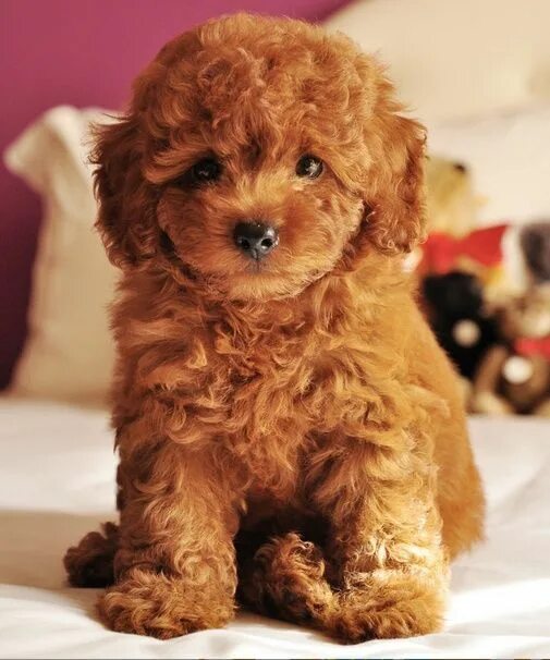 Порода собак кудрявая коричневая маленькая фото Cute miniature apricot teddy bear poodle! I want one so bad and hypoallergenic t