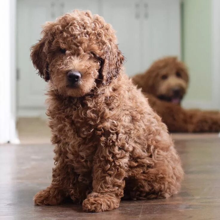 Порода собак кудрявая коричневая маленькая фото Mini goldendoodle - 8 weeks old @dublyndoodle Golden doodle dog, Dog friends, Co