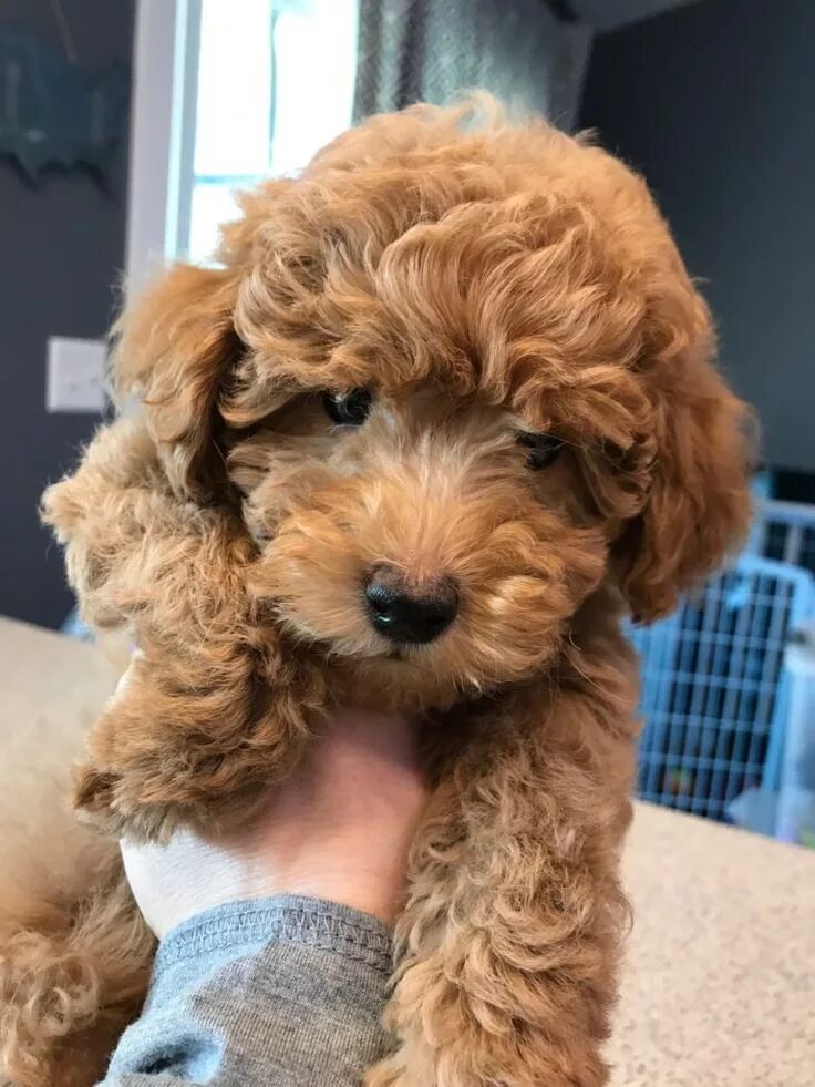 My precious boy Alfie, a red toy poodle Poodle puppy, Toy poodle, Toy poodle pup