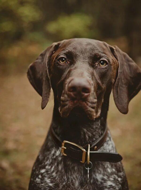 Порода собак курцхаар фото Pin by Dog Lover on German Shorthaired Pointer German shorthaired pointer dog, G