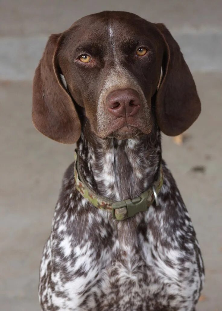 Порода собак курцхаар фото German Shorthaired Pointer - Smart Friendly German shorthaired pointer dog, Poin