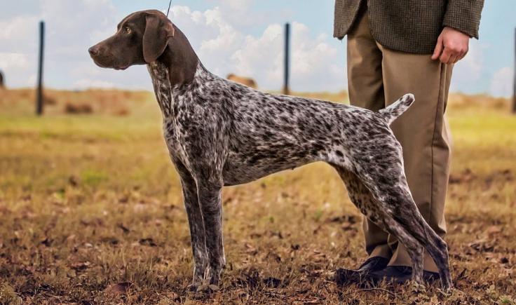 Порода собак курцхаар фото GERMAN SHORTHAIRED POINTER German shorthaired pointer, German shorthaired pointe