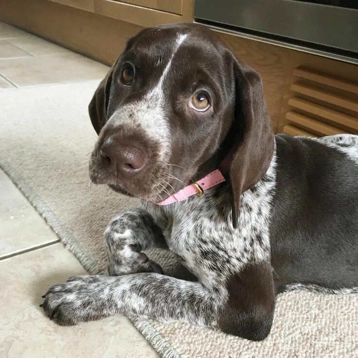 Порода собак курцхаар фото German Shorthaired Pointer Puppy #gsp #puppy German shorthaired pointer dog, Ger