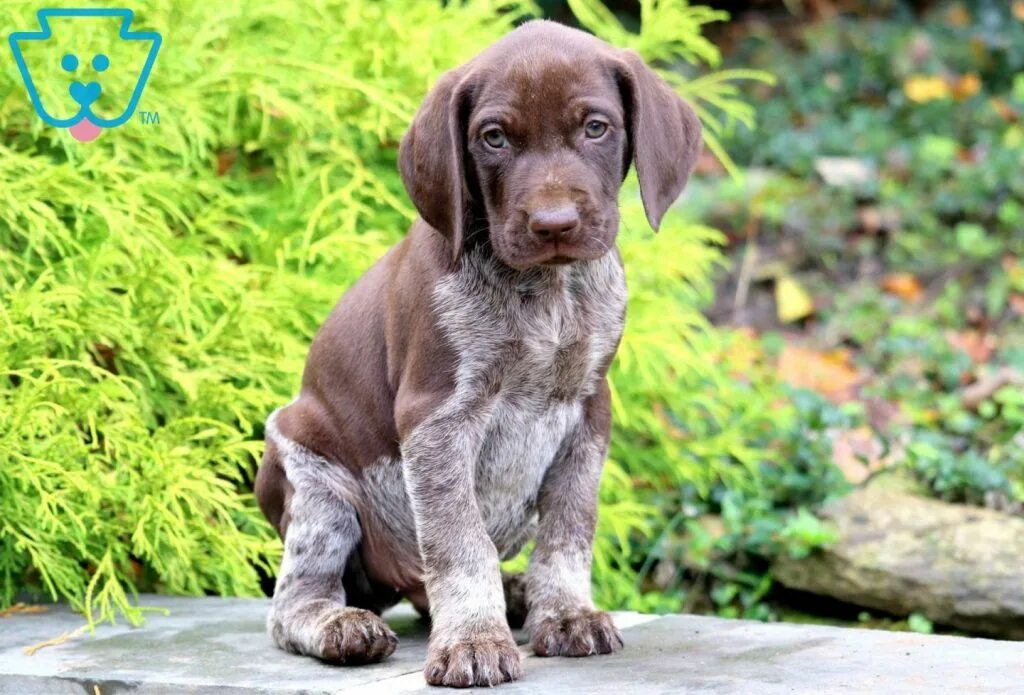 Порода собак курцхаар фото цена щенка German Shorthaired Pointer Puppies For Sale 41C