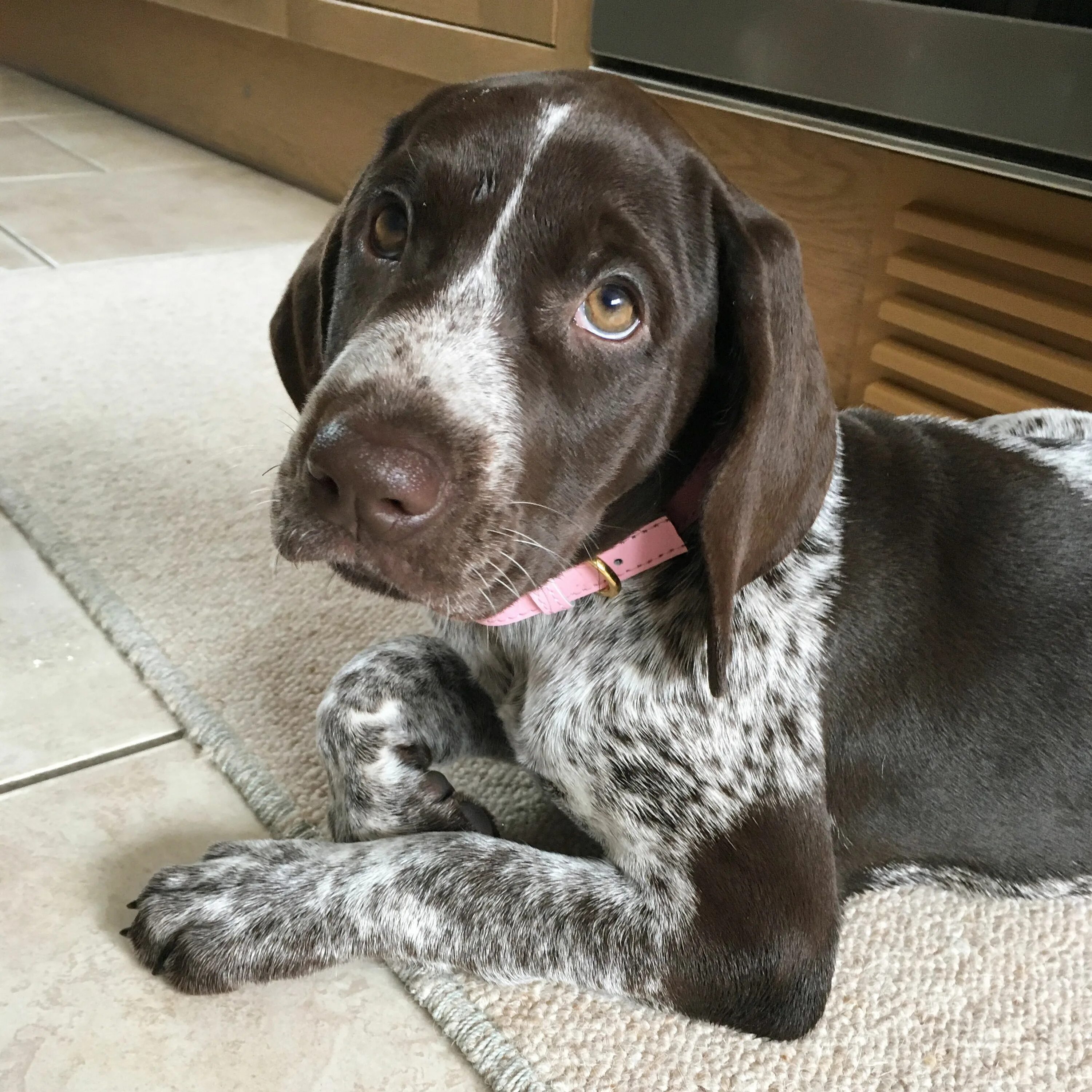 Порода собак курцхаар фото цена щенка Pin on Dogs German shorthair