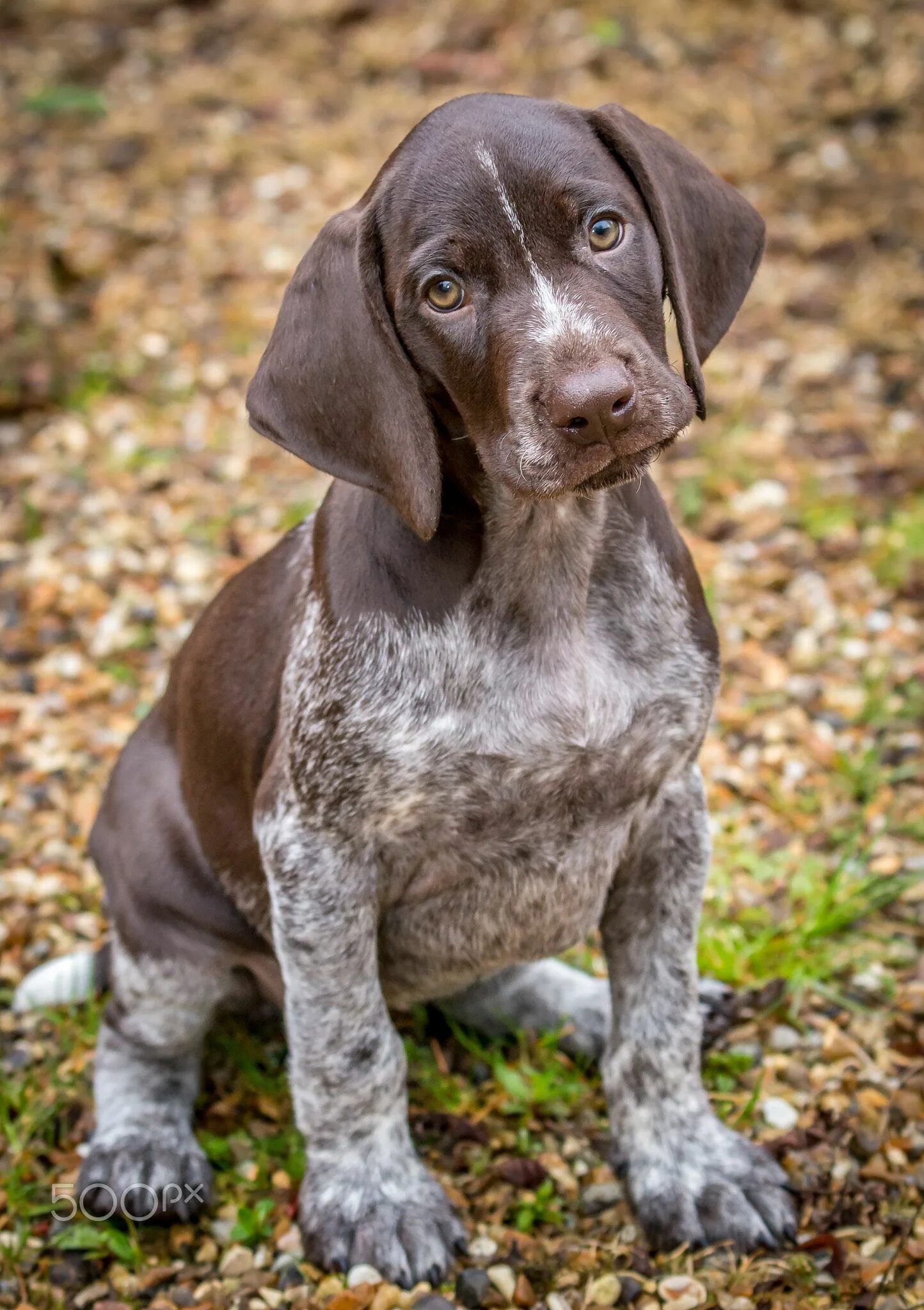 Порода собак курцхаар фото цена щенка Purdey 1 - Purdey, my Brother and his wife's new German Shorthaired Pointer (GSP