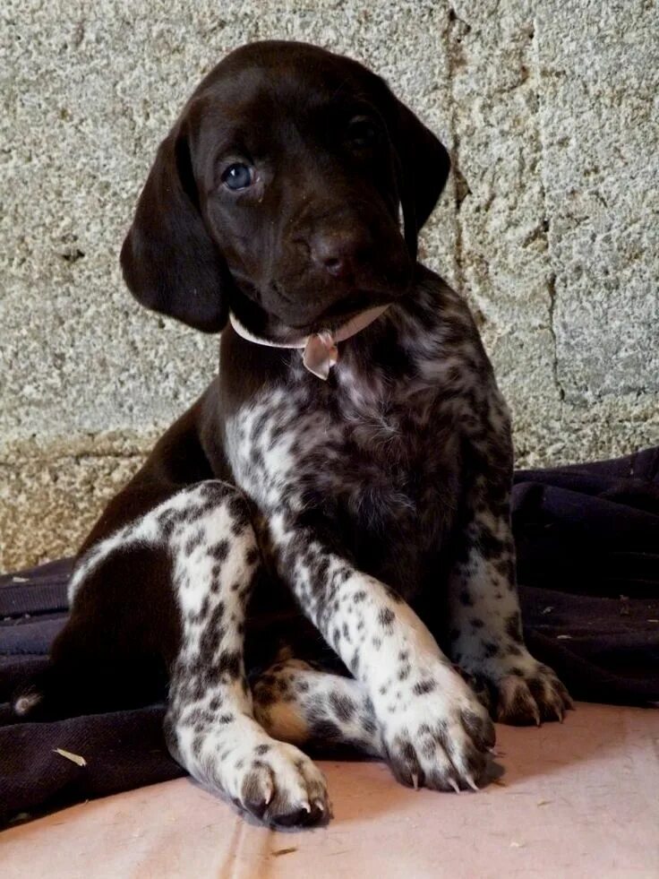 Порода собак курцхаар фото цена щенка Épinglé par Stephanie M. Clevenger sur German Shorthaired Pointer Chiot braque a