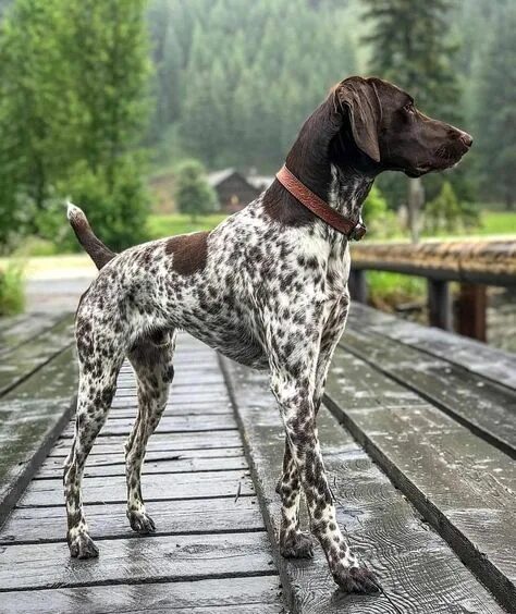 Порода собак курцхаар фото цена щенка Beautiful German Shorthaired Pointer Dog Breeds