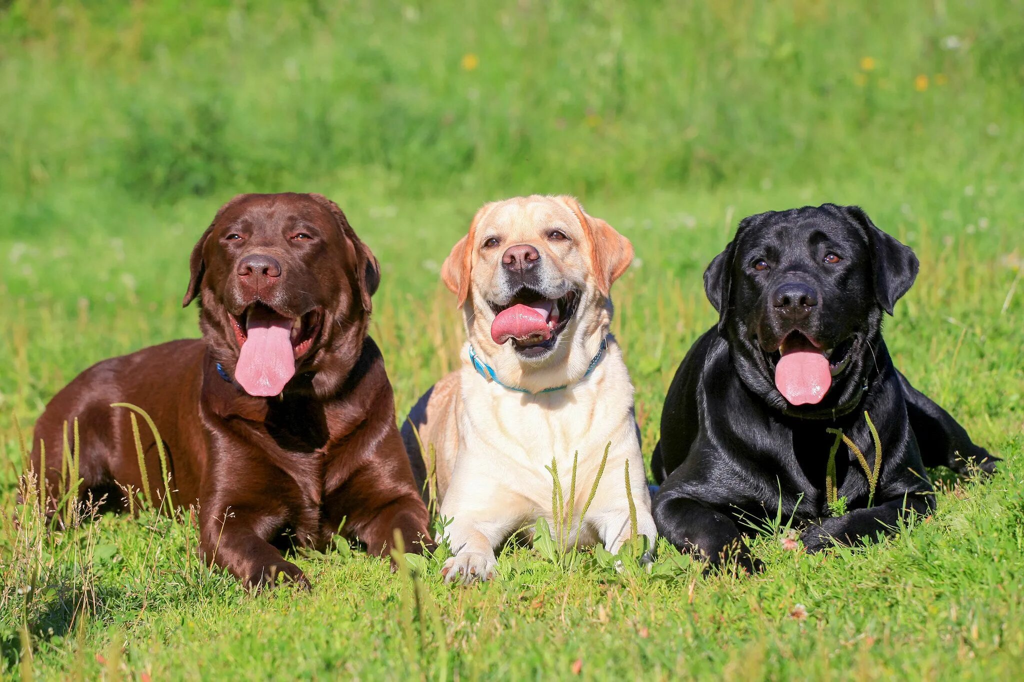 Порода собак лабрадор фото What Type of Dog Should You Get? Popular dog breeds, Labrador retriever dog, Bes