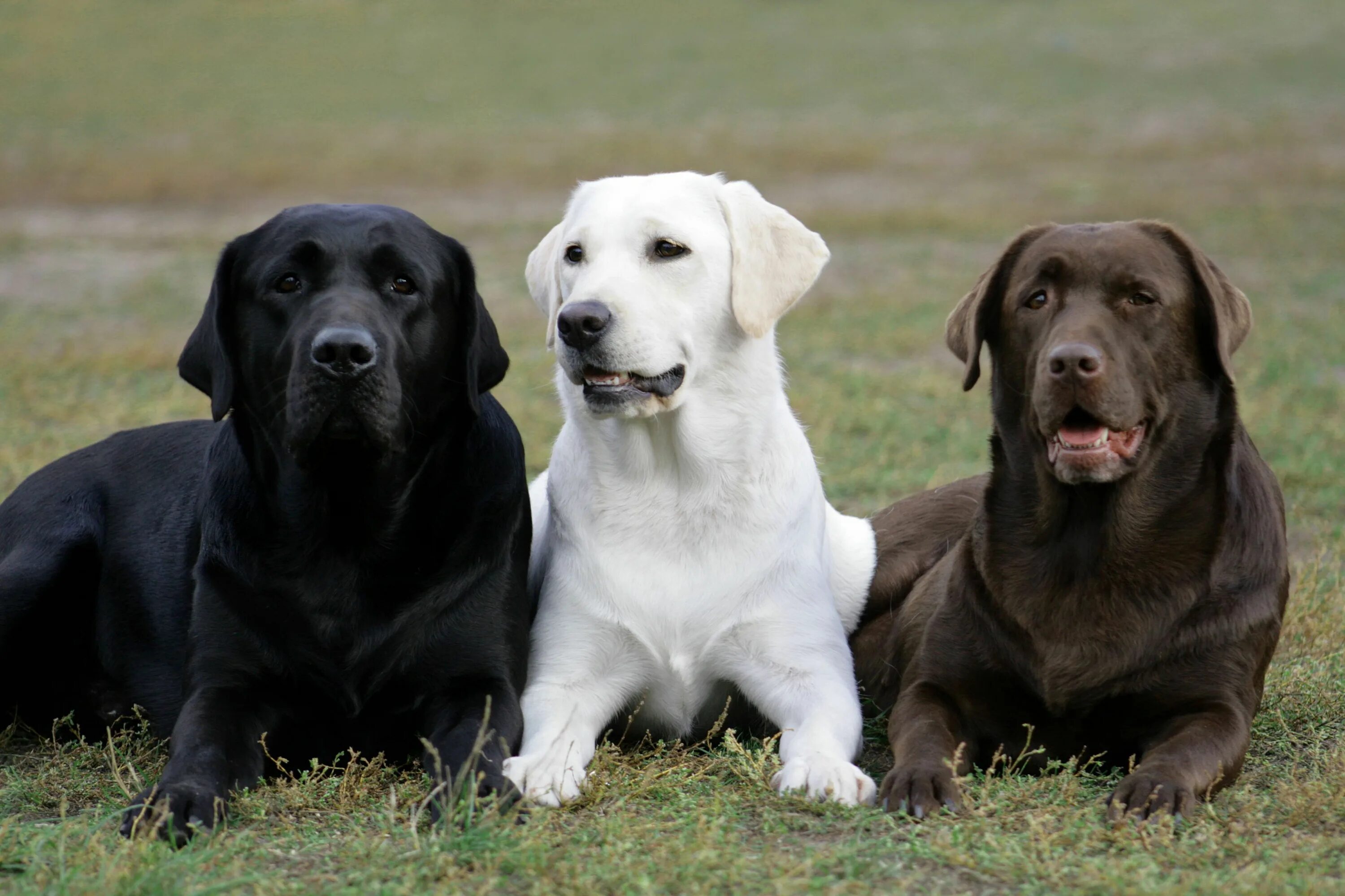 Порода собак лабрадор фото Dogsiteworld.com Clever dog, Clever dog names, Labrador