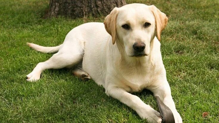 Порода собак лабрадор фото 123rf A Labrador retriever that attacked another dog will have to be muzzled in 