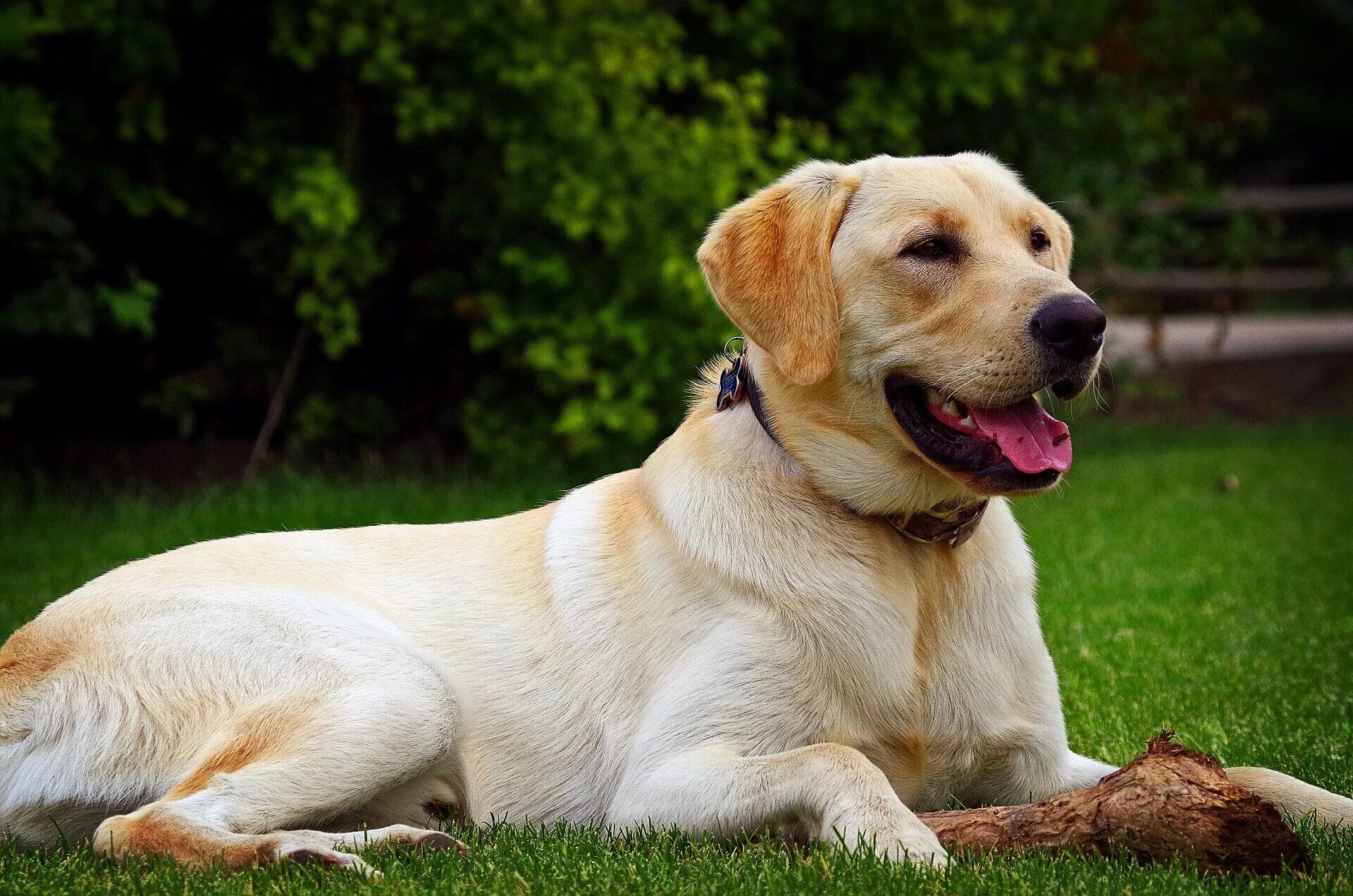 Порода собак лабрадор фото İlk Defa Köpek Sahiplenecekler İçin Uygun Köpek Irkları Petlebi