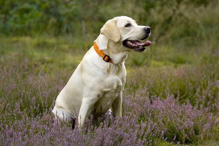 Порода собак лабрадор фото How to Calculate Your Dog's Age in Human Years Labrador retriever dog, Best dog 