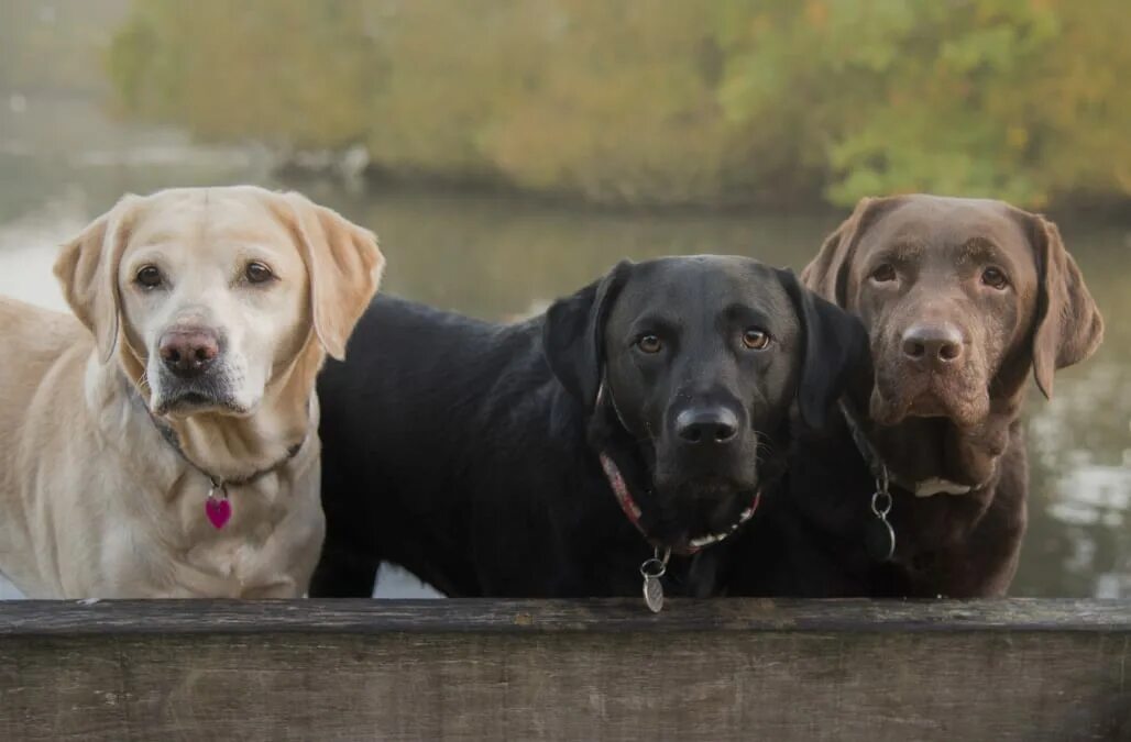 Порода собак лабрадор фото Study: Chocolate Labradors have a significantly lower lifespan than black, yello