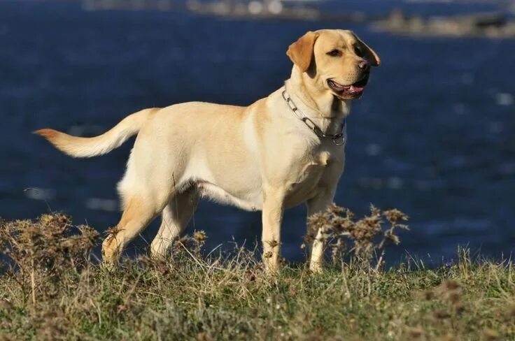 Порода собак лабрадор фото 8 Surprising Facts About Labrador Retrievers Chien