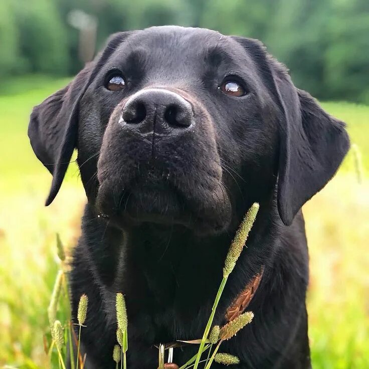 Порода собак лабрадор фото цена Adorable Labrador Retriever Pictures That Will Melt Your Heart