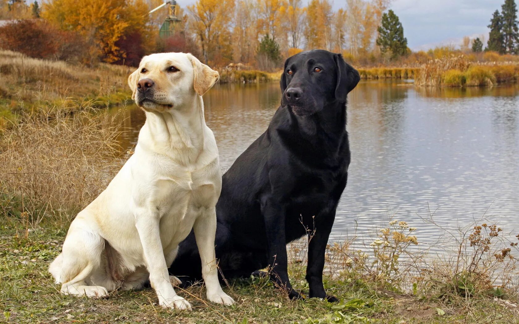 Порода собак лабрадор фото цена Pair of Labrador Retrievers Desktop wallpapers 640x960