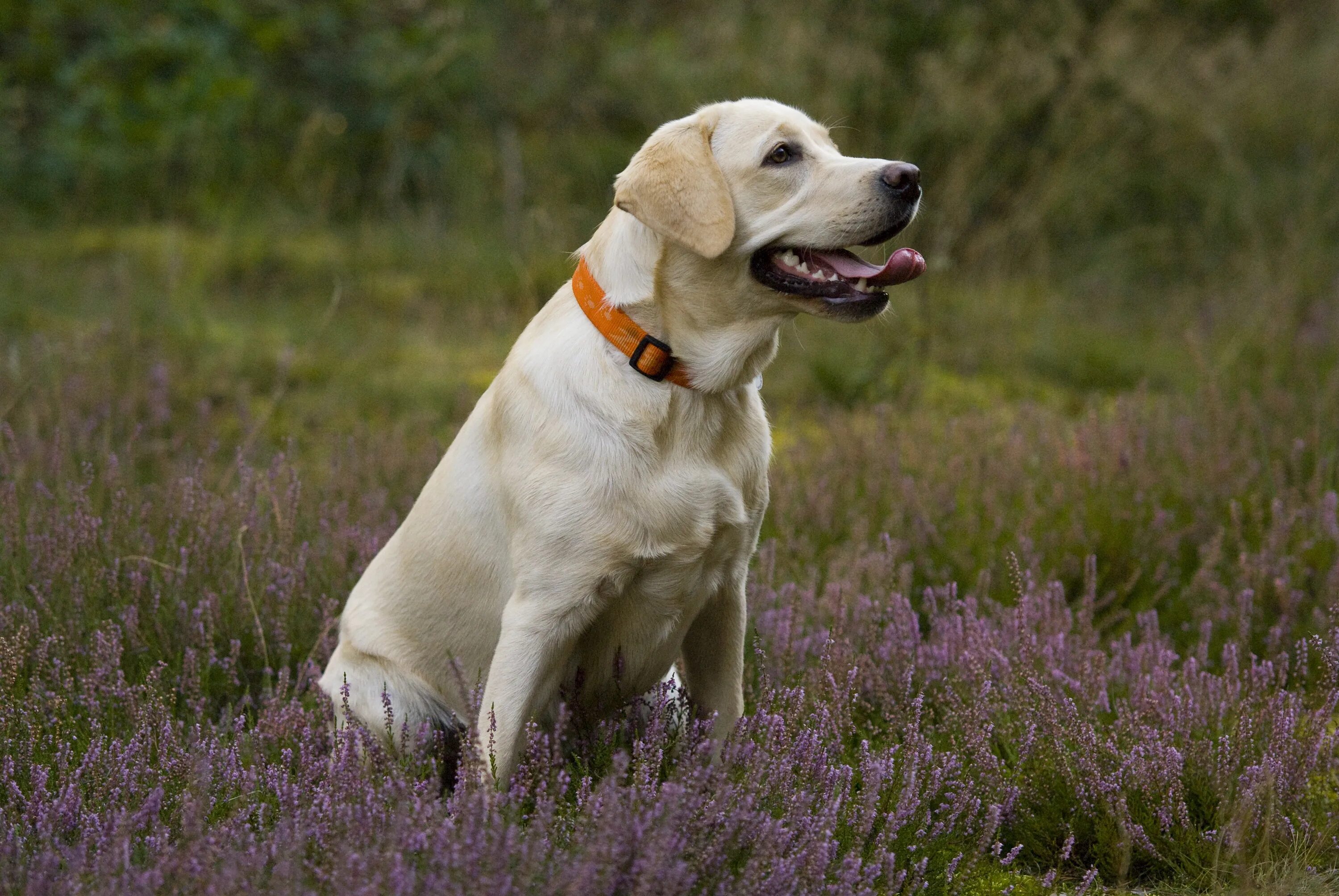 Порода собак лабрадор фото цена Free Images : puppy, vertebrate, labrador retriever, dog breed, labradorka, dog 