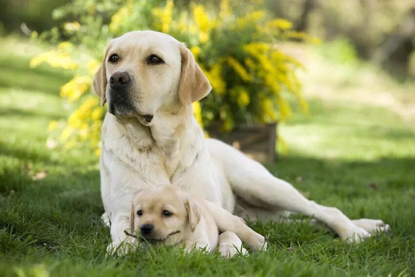 Порода собак лабрадор фото цена Znalezione obrazy dla zapytania labrador Dog photography labrador, Labrador retr