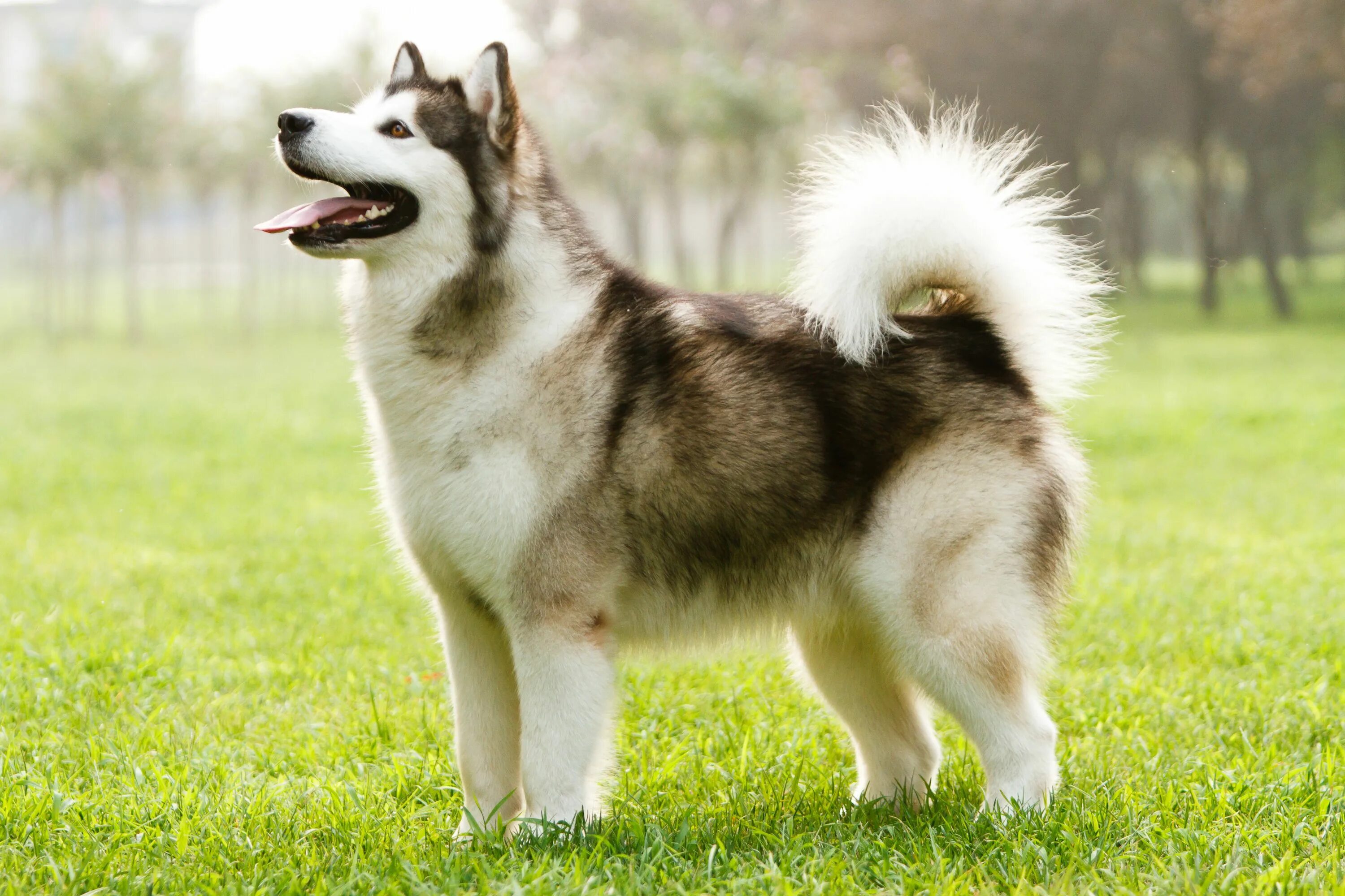 Порода собак лайка фото Alaskan Malamute: Dog Breed Characteristics & Care