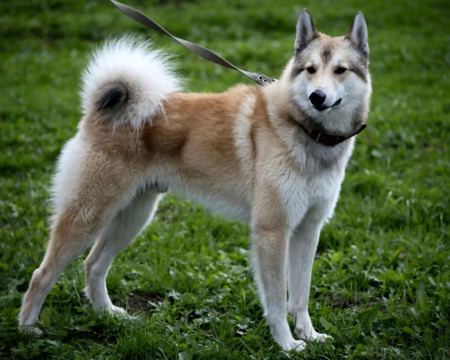 Порода собак лайка фото Западносибирская лайка (West Siberian Laika) - это очень активная и энергичная п