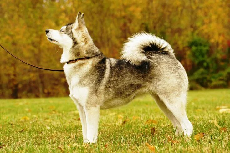 Порода собак лайка фото Fascinating Facts About Alaskan Klee Kai Grands chiens, Photo chien, Alaskan kle