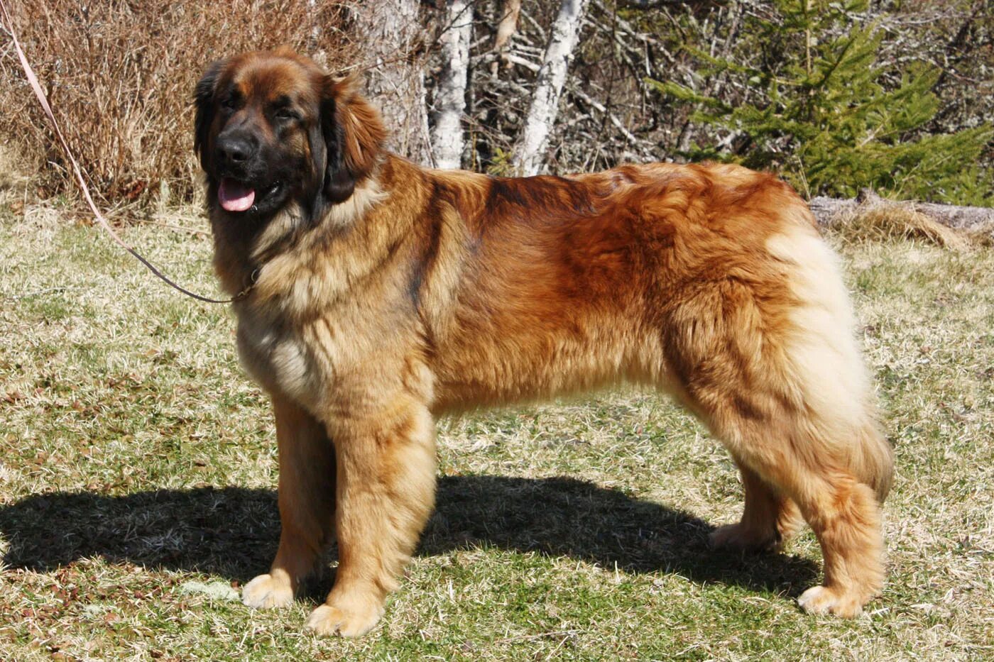 Порода собак леонбергер фото Leonberger Puppies For Sale / Wanderweg Leonbergers: April 2010 : Puppies for sa