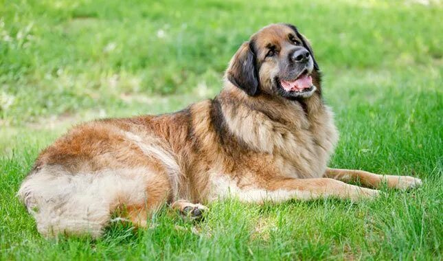 Порода собак леонбергер фото Leonberger Dog Breed Information Leonberger dog, Water dog breeds, Dog breeds