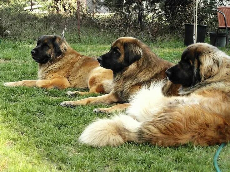 Порода собак леонбергер фото Leonbergers Razas de perros, Perros, Animales