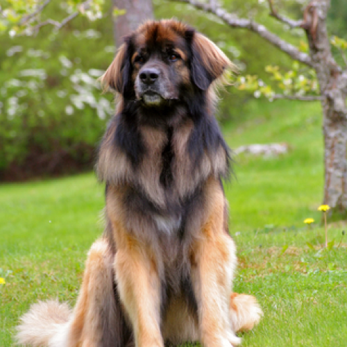 Порода собак леонбергер фото Leonbergers grooming, bathing and care Espree Leonberger dog, Pet dogs, Dog bree