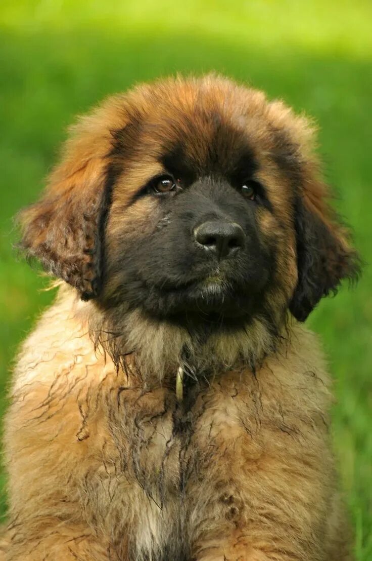 Порода собак леонбергер фото Leonberger Dog Puppy - Free photo on Pixabay Leonberger dog, Leonberger dog pupp