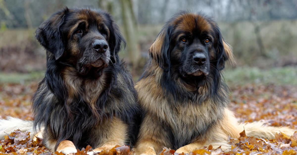 Порода собак леонбергер фото Male vs. Female Leonberger: 6 Key Differences