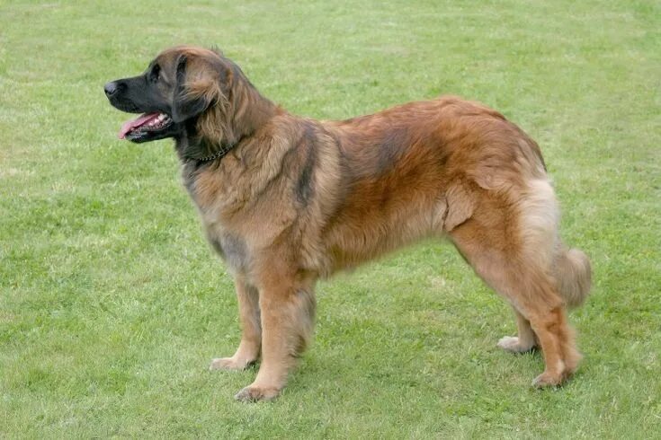 Порода собак леонбергер фото Leonberger Dogs Breed Facts, Information and Advice Pets4Homes Leonberger dog, L